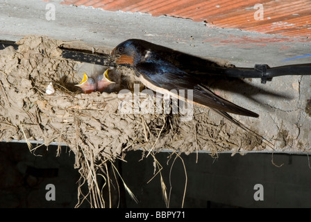 Rauchschwalbe (Hirundo Rustica) im Nest. Stockfoto