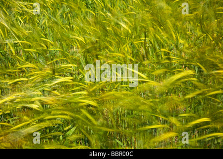 Reifende Gerste im wind Stockfoto