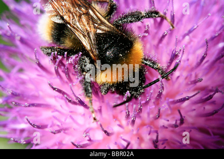 Eine Hummel auf einer Distel Stockfoto