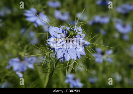 Eine Biene auf einer Miss Jekyll Blume Stockfoto