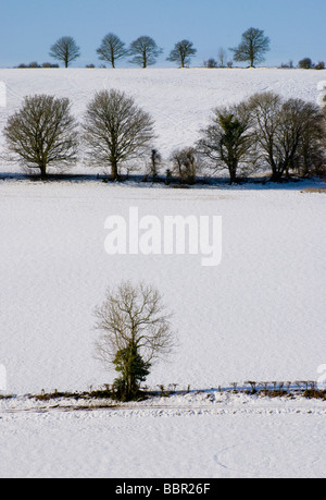 Bäume im Schnee Stockfoto