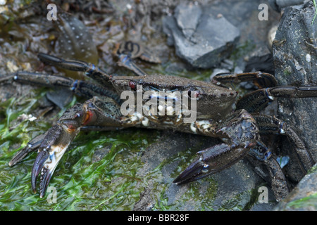 Samt Swimming Krabbe am Meeresstrand Stockfoto