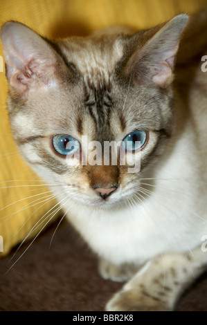 Ein Bengal Kätzchen Stockfoto