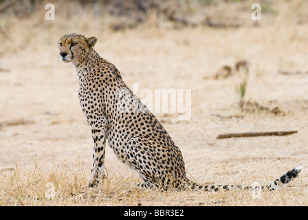 Gepard, Acinonyx Jubatus, SAMBURU NATIONAL RESERVE Kenia in Ostafrika Stockfoto