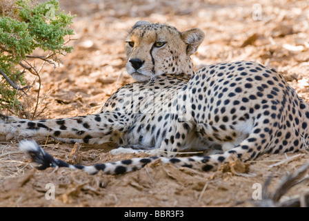 Gepard, Acinonyx Jubatus, SAMBURU NATIONAL RESERVE Kenia in Ostafrika Stockfoto