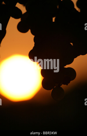 REIHE VON TRAUBEN AUS COGNAC UNTER DER SONNE: SORTE UGNI BLANC. (90 %), ODER FOLLE BLANCHE UND COLOMBARD, CHARENTE (16) Stockfoto