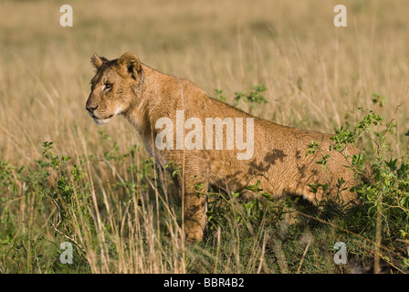 junger Löwe Panthera Leo Masai Mara Kenia in Ostafrika Stockfoto