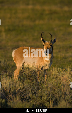 (Antilocapra Americana)  Pronghorn Antilope Stockfoto