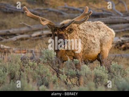 Rocky Mountain-Wapiti (Cervus Canadensis Nelsoni) Stockfoto