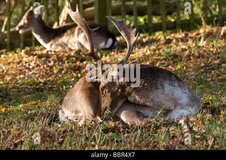 Ein brachliegendes Bock Hirsch mit Geweih ruht am Nachmittag Sonne... bei Dunham Massey Hall & Park, Altrincham, Cheshire. Stockfoto