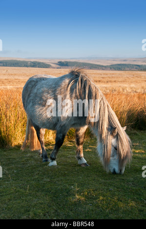 Ein Welsh Mountain Pony im Brecon Beacons National Park, Wales. Diese Ponys durchstreifen wild in den Bergen. Stockfoto