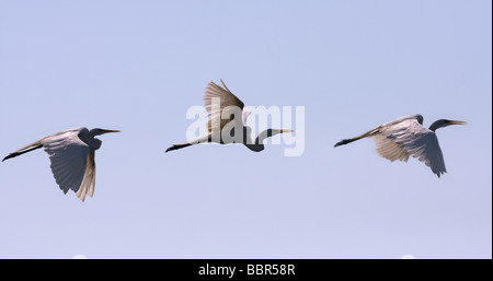 Drei Reiher Himmel fliegen Stockfoto