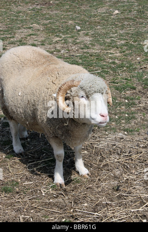 Horned Dorset Schafe in Hof Stockfoto