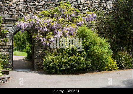 Wisteria gegen Trockenmauer an Holehird Gärten im Sommer, Windermere, Großbritannien Stockfoto