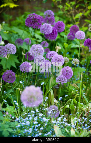 Lila alliums in Holehird Gärten im Sommer, Windermere GROSSBRITANNIEN Stockfoto