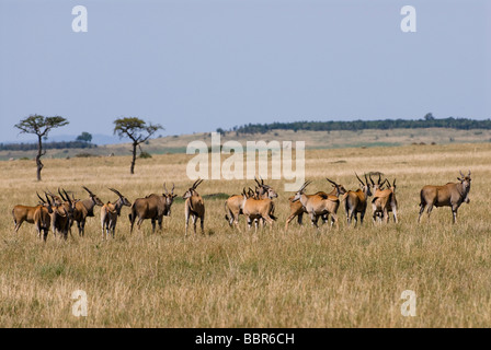 Gemeinsame Eland Tauro Oryx Masai Mara NATIONAL RESERVE Kenia in Ostafrika Stockfoto