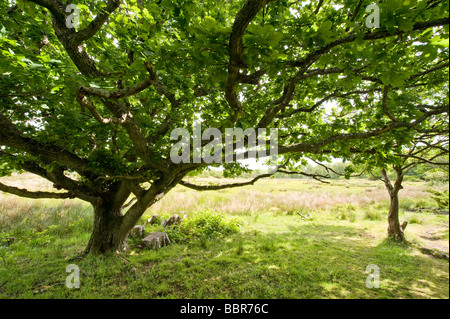 Schweden im Sommer, einer Vadero. Stockfoto