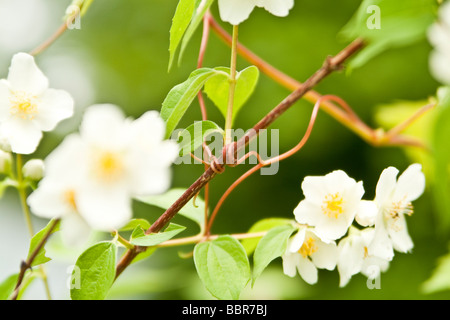 Makro Frühling Weinrebe Ranke, unter weißen Blüten Stockfoto