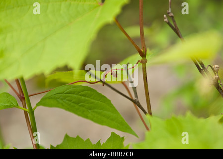 Makro Frühling Weinrebe Ranke, unter den Blättern Stockfoto