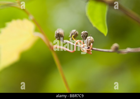 Makro Frühling Weinrebe Ranke, um Beeren Stockfoto