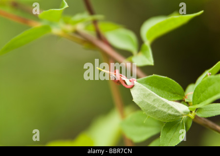 Makro Frühling Weinrebe Ranke um Blatt Stockfoto