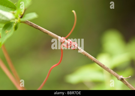 Makro Frühling Weinrebe Ranke, Stockfoto