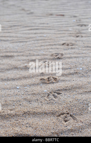 Seagull Footprints über Wave Muster auf einem Sandstrand. Isle of Harris, Äußere Hebriden, Schottland Stockfoto