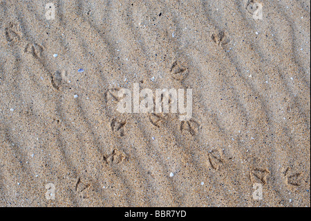 Seagull Footprints über Wave Muster auf einem Sandstrand. Isle of Harris, Äußere Hebriden, Schottland Stockfoto