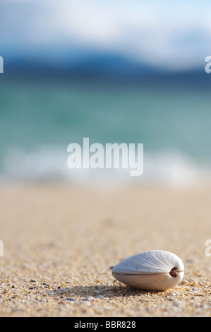 Offene Muschel auf einem Strand, Isle of Harris, äußeren Hebriden, Schottland Stockfoto