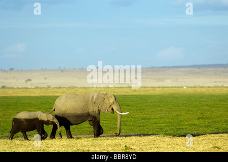 Mutter und Baby Elefanten im Amboseli Nationalpark, Kenia Stockfoto