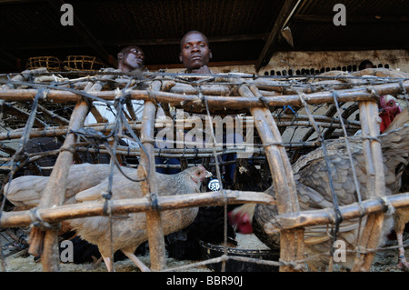 Ein Anbieter verkaufen Huhn auf dem Markt in der Hauptstadt Lilongwe Malawi Afrika Stockfoto