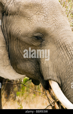 Nahaufnahme des Elefanten Kopf - Masai Mara National Reserve, Kenia Stockfoto