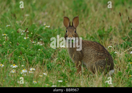 Bürste Kaninchen (Sylvilagus Bachmani) Essen Pflanzen Stockfoto