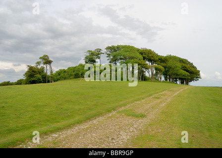 Der Kreis der Bäume an der Spitze der Chanctonbury Ring Stockfoto