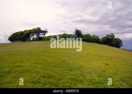 Der Kreis der Bäume an der Spitze der Chanctonbury Ring Stockfoto