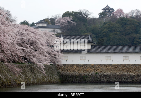 Kirschbäume in voller Blüte auf dem Gelände der Burg Hikone in der Präfektur Shiga Stockfoto