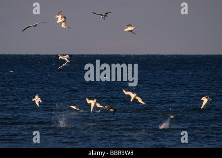 Basstölpel (Morus Bassanus), Tauchen für Lebensmittel Stockfoto