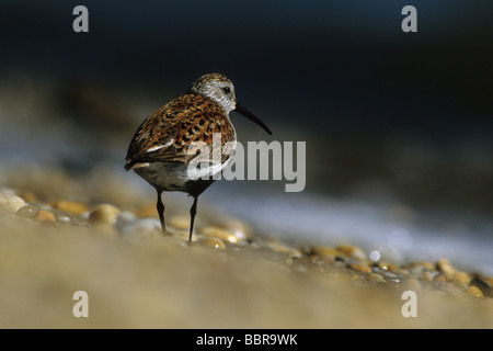 Alpenstrandläufer (Calidris Alpina), Frühjahrszug Stockfoto