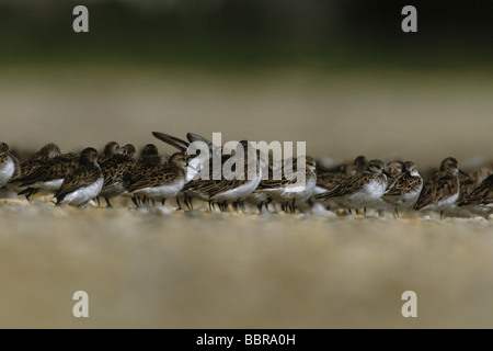 Semipalmated Strandläufer (Calidris Pusilla), Frühjahrszug Stockfoto