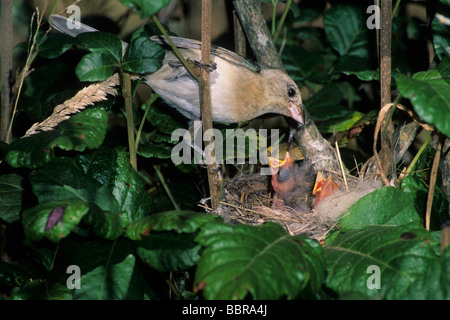 Weibliche Lazuli Bunting (Passerina Amoena) jungen am Nest füttert Stockfoto