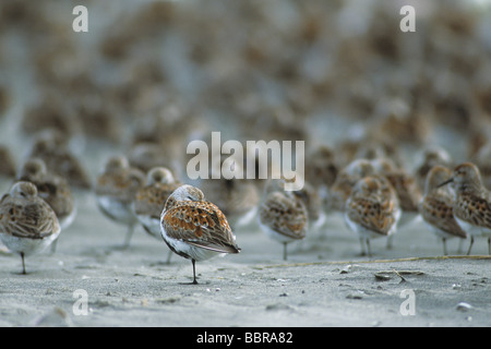 Alpenstrandläufer (Calidris Alpina), Frühjahrszug Stockfoto