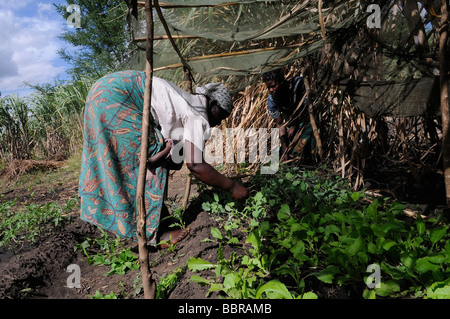Ein landwirtschaftlicher Arbeitnehmer arbeiten in einer Farm Malawi Afrika Stockfoto