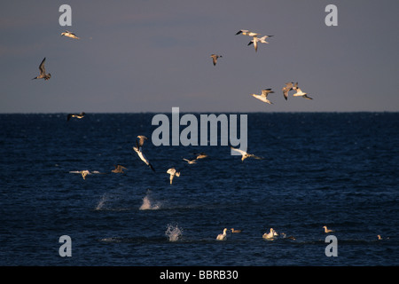 Basstölpel (Morus Bassanus) Tauchen für Lebensmittel Stockfoto