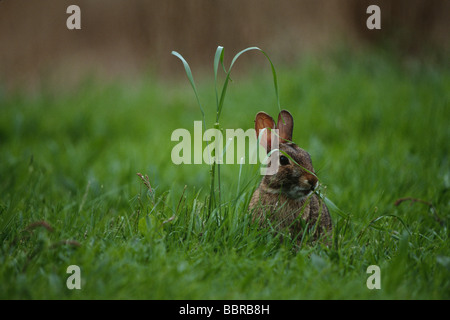 Bürste Kaninchen (Sylvilagus Bachmani), Essen grass Stockfoto