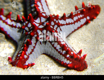 Afrikanische rot genoppt Seestern, Protoreaster Linckii, Asteroidea, Echinodermen, Indischer Ozean Stockfoto