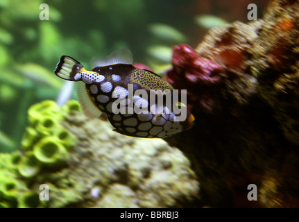 Clown Triggerfisch oder Leopardenfisch, Balistoides conspicillum, Balistidae, Tetraodontiformes. Indische und pazifische Ozeane Stockfoto