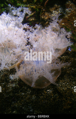 Upside Down Jellyfish, Cassiopea Xamachana, Rhizostomeae, Cassiopeidae Stockfoto