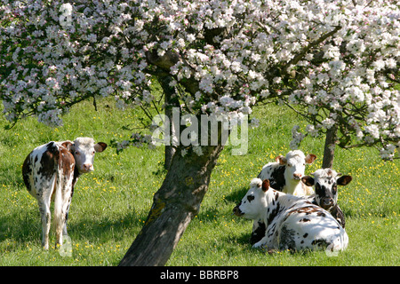 KÜHE, AUSRUHEN IM SCHATTEN DER BLÜHENDEN APFELBÄUME, TYPISCH NORMANDIE LANDSCHAFT, ESSAY, ORNE (61), NORMANDIE, FRANKREICH Stockfoto