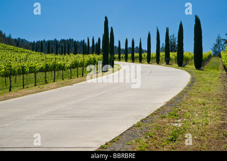 Eine Auffahrt schlängelt sich zwischen Bäumen in einer Weinkellerei Weingut im Napa Valley, Kalifornien. Stockfoto