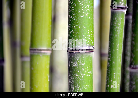 Grass Bambus (Phyllostachys Viridi-Glaucescens), China, Asien Stockfoto